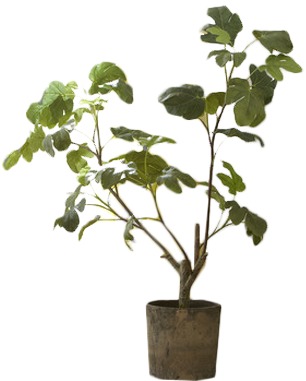 Birch Lane Faux Fig Potted Tree (311x389), Png Download