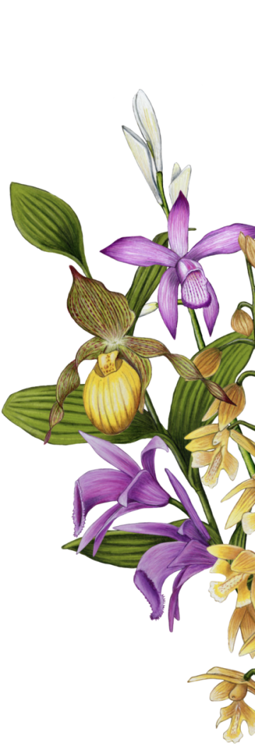Message - Yellow Lady's Slipper (500x1168), Png Download