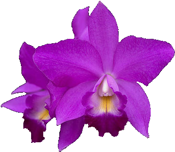 Orcid01 410 X - Purple Orchid (410x323), Png Download