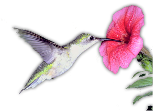 Colibri - Cafepress Humming Bird Rectangular Canvas Pillow (640x480), Png Download