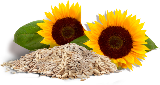 Subscribe For Our Newsletter - Orkide Sunflower Oil 5 Liters (557x296), Png Download