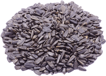 Sunflower Seeds - Stock Illustration (500x250), Png Download