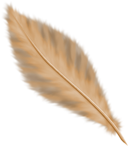 Plumas Png Sin Fondo (439x500), Png Download