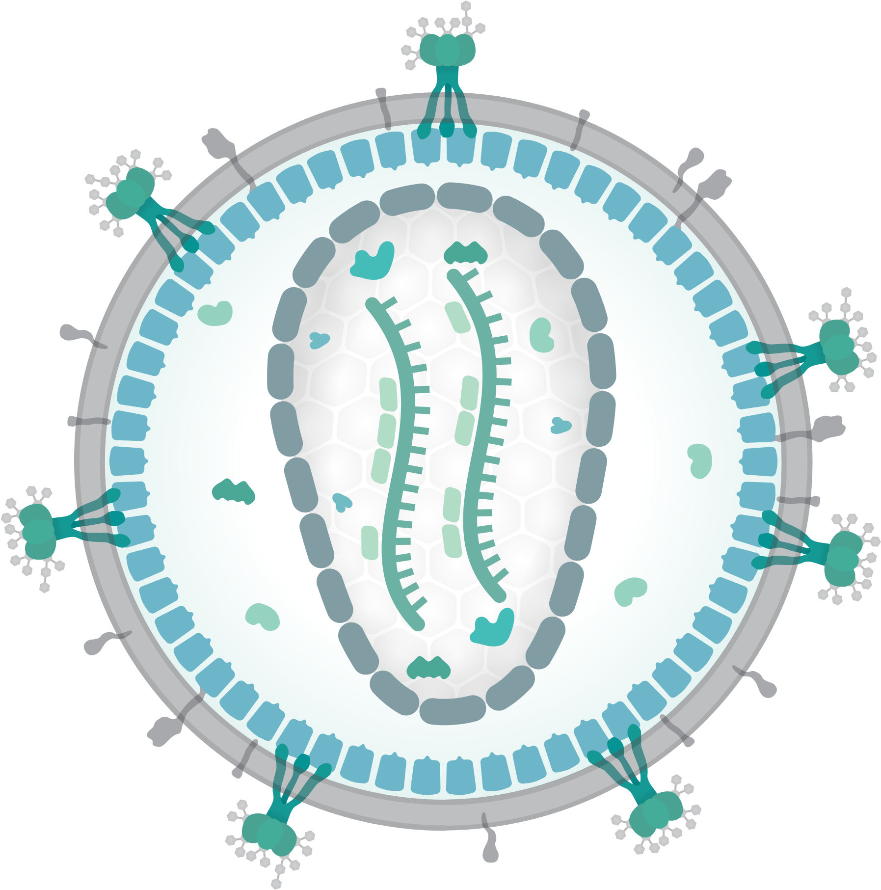 Клетка вируса. Особенности строения клетки вирусов. Геном коронавируса фото. Вирусы вне клетки. Ретровирусы.