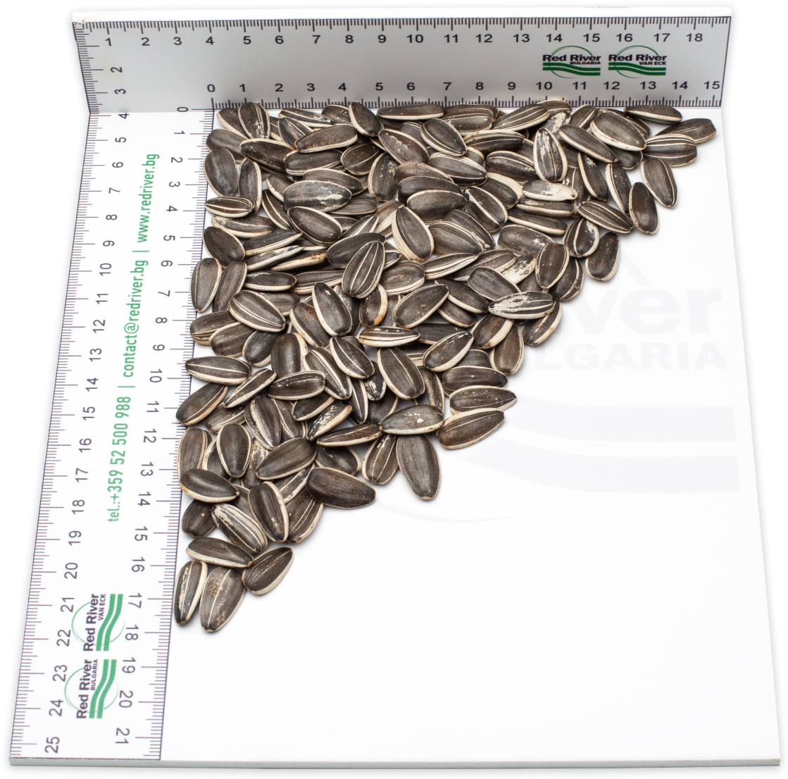 Striped Sunflower Seeds Lt2217 - Common Sunflower (1200x1200), Png Download