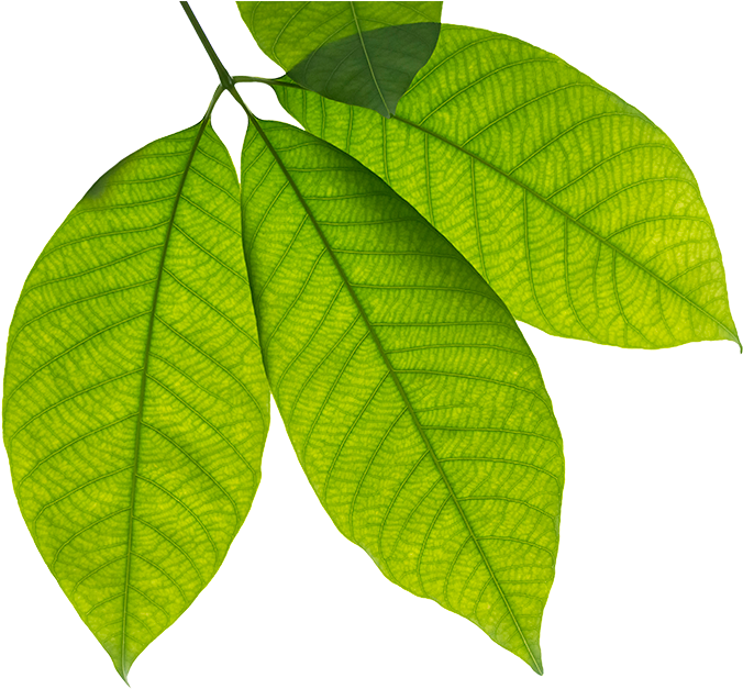 Tree Health - Stock Photography (730x645), Png Download