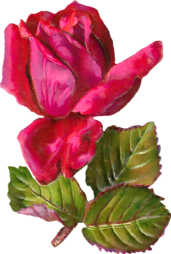 This Is A Simply Gorgeous Red Rose Digital Graphic - Antiqueimages Blogspot Com Rose (775x987), Png Download