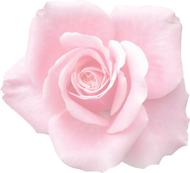 Flor Rosa Claro Png (374x340), Png Download