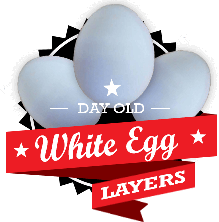 White Egg Layers Icon - High School (457x457), Png Download