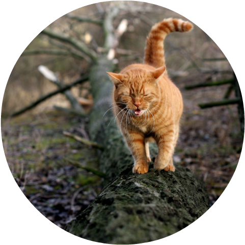 Ranking 9 - Cat Walking In Forest (487x485), Png Download