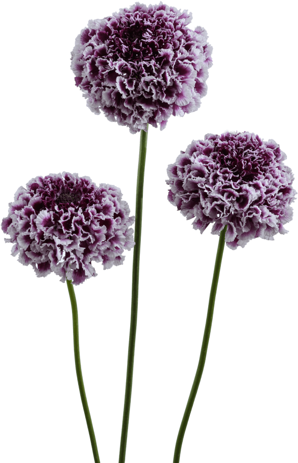 Registered Customers Only - Pincushion Flower (683x1024), Png Download