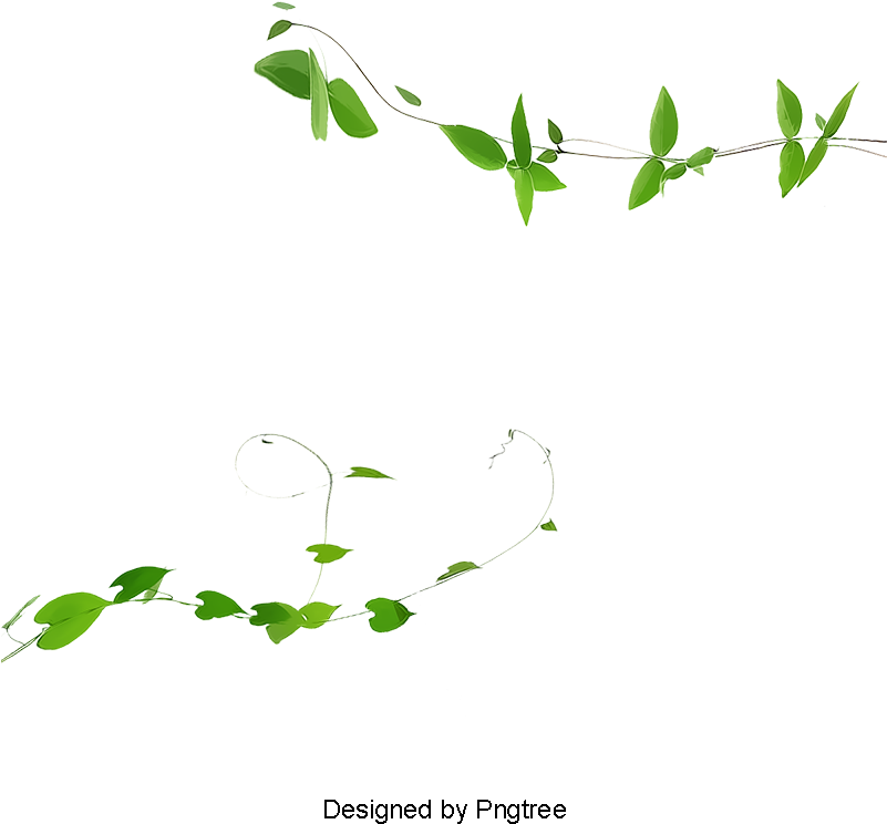 Ivy Vines, Plant, Green, Ivy Png And Psd - Psd (800x800), Png Download