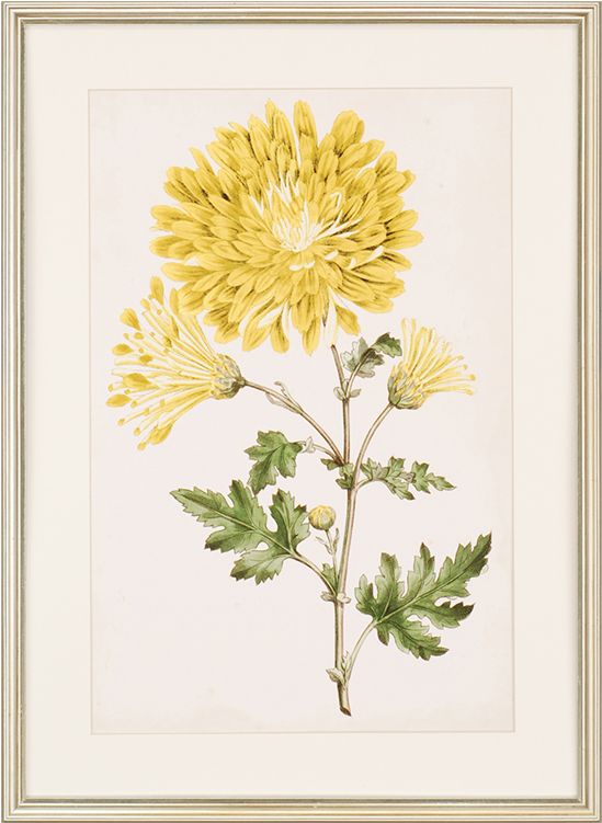 Floral Lace Iv - Paragon Decor Inc. 1057 Floral Lace Iv (550x550), Png Download