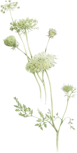 Queen Anne's Lace Vintage Drawing (270x533), Png Download