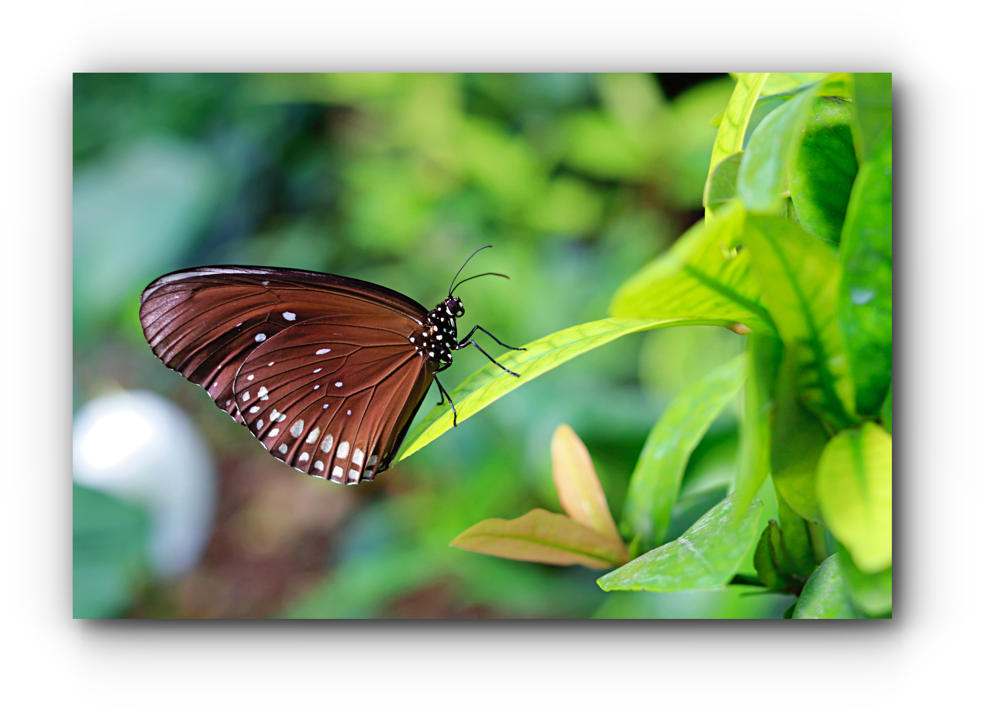 I'm A Fan Of Canon - Brush-footed Butterfly (1920x1387), Png Download