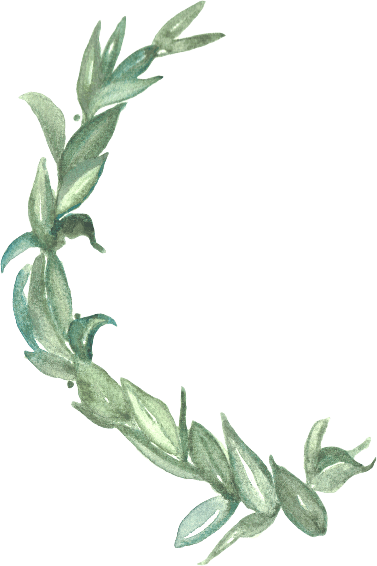 Laurel Branch - Watercolor Painting (1307x1961), Png Download