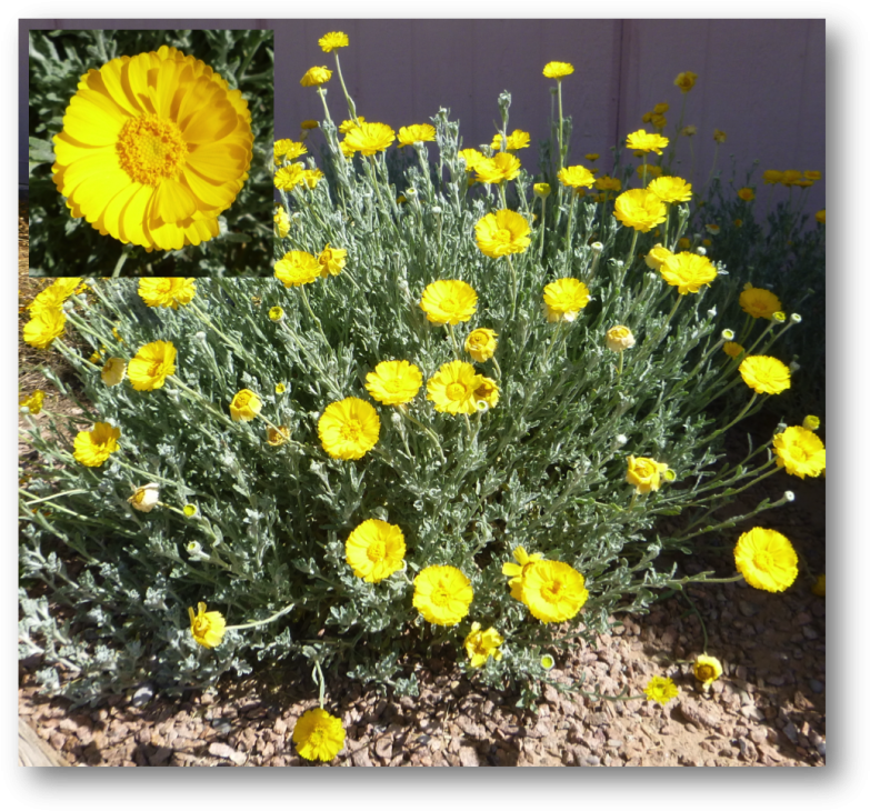 Desert Marigold - Field Marigold (800x747), Png Download