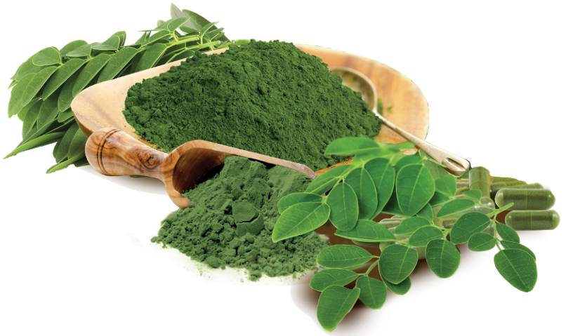 Moringa Oleifera Tree Has Been Considered As A Standout - Wild Foods Moringa Leaf Powder, Raw Organic Single-origin (826x479), Png Download