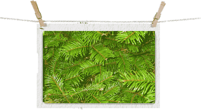 Grand Fir Branch - Grand Fir (650x371), Png Download