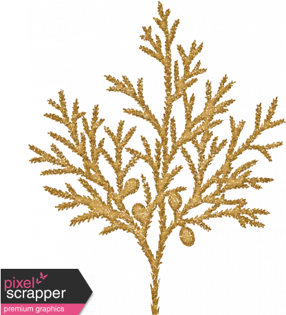 Sunshine And Snow Golden Juniper Fir Branch - Cypress Family (456x456), Png Download