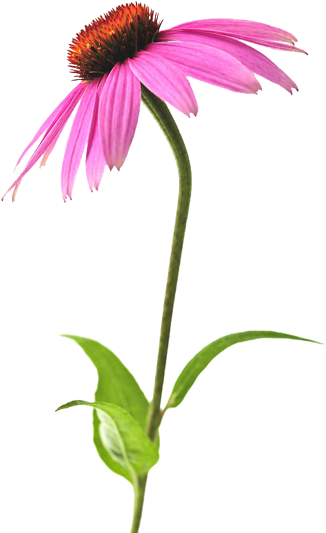 Inpaws Indiana Native Plant & Wildflower Society - Flower Echinacea Png (598x900), Png Download