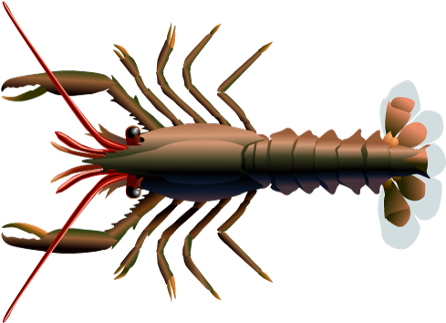 Stage Iv Lobster - Many Claws Do Lobsters Have (500x353), Png Download