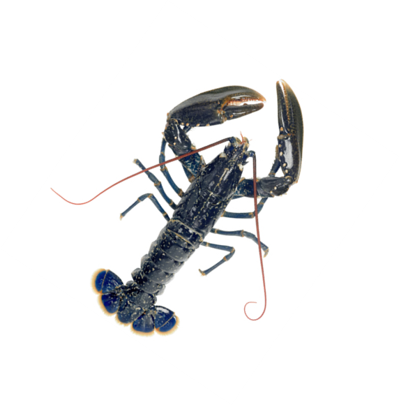 Frozen Whole Blue European Lobster - Live European Blue Lobster (572x580), Png Download