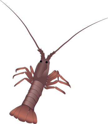 Its Tail So It's Common For Lobstermen To To Cut Off - Sam Rust Seafood, Inc. (347x400), Png Download