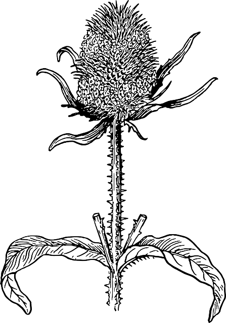 She Enjoys Guiding Others To Nurture And Deepen Their - Flor De Cardo Dibujo (447x640), Png Download