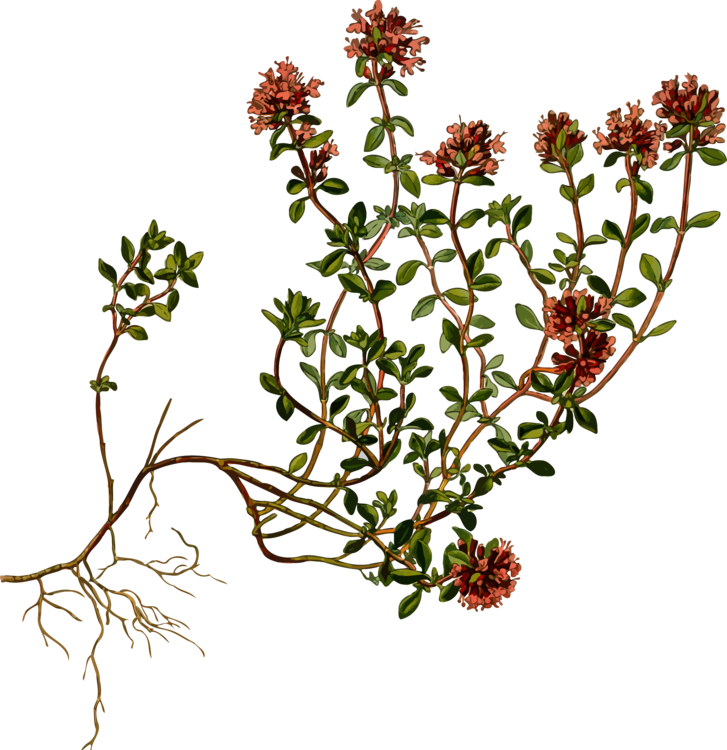 Breckland Thyme Botany Garden Thyme Herb - Wild Thyme (727x750), Png Download