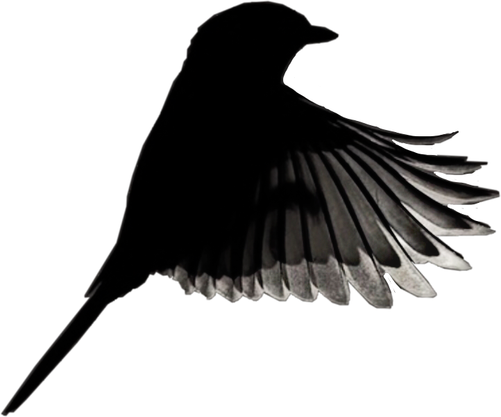 Bird Blackandwhite Hdr2 Birdinflight Wings Freetoedit - Twitter (722x600), Png Download