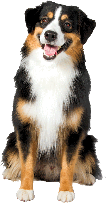 A Miniature American Shepherd Akc Breeds, Miniature - Mini Australian Shepherd Png (1170x780), Png Download
