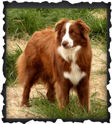 Max Is From Our Only Gypsy And Char Breeding - Australian Shepherd (384x424), Png Download