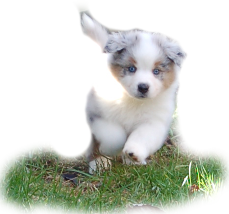 Australian Shepherd Pup Png (470x439), Png Download