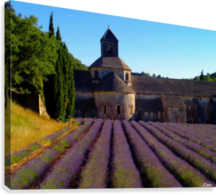 Lavendar Field At Senanque Abbey Canvas Print - Sénanque Abbey (429x386), Png Download