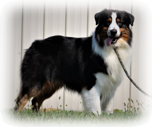 Black Tri New Champion - Valor Shepherd Dog Australian (483x406), Png Download