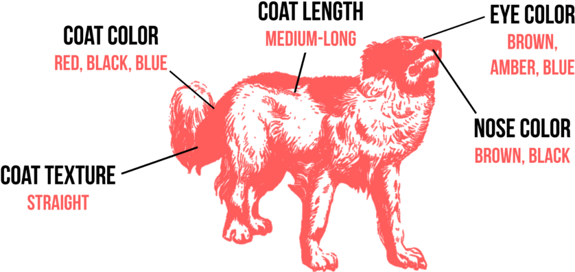 Australian Shepherd - Schild (1024x433), Png Download