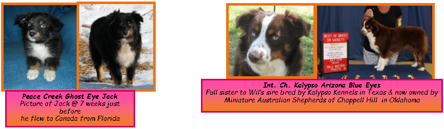 She Is A Daughter Of Callie & Gus - Border Collie (864x252), Png Download