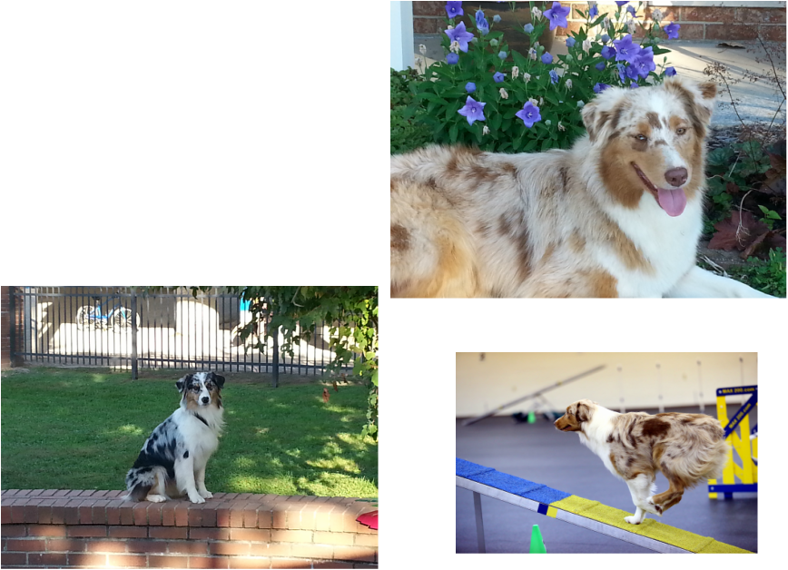 Picture - Australian Shepherd (868x628), Png Download