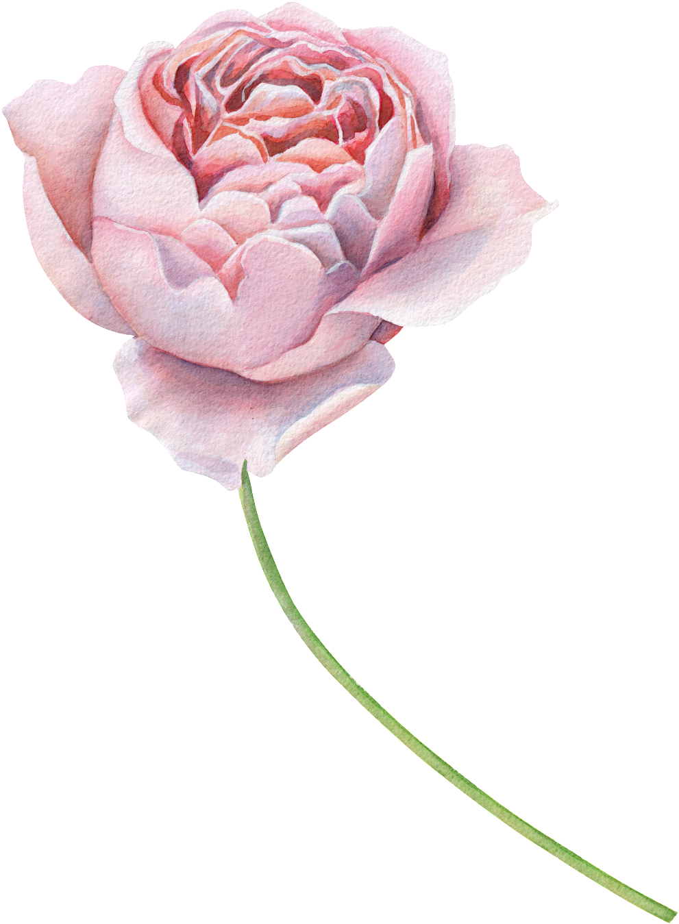 Flower Headband Png (1024x1389), Png Download