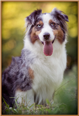 Vixen - Australian Collie (305x425), Png Download