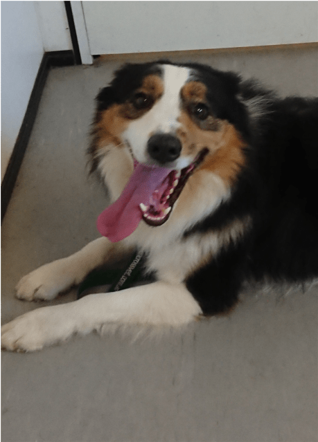 Australian Shepherd (638x638), Png Download
