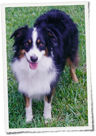 Australian Shepherd Female August 25, 1999 January - Australian Collie (318x450), Png Download