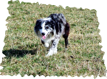 Click Here For Misko's Pedigree - Pedigree Chart (432x336), Png Download