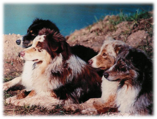 Donna Doubler Plantersville, Tx - Australian Shepherd (501x382), Png Download