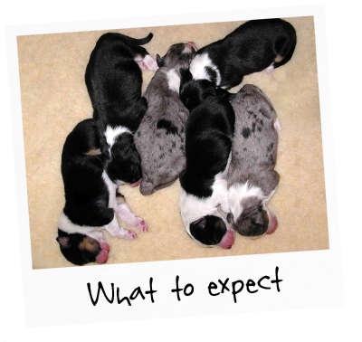 5 Newborn Puppies Sleeping On The Floor With Title - Australian Shepherd Puppy New Born (400x378), Png Download