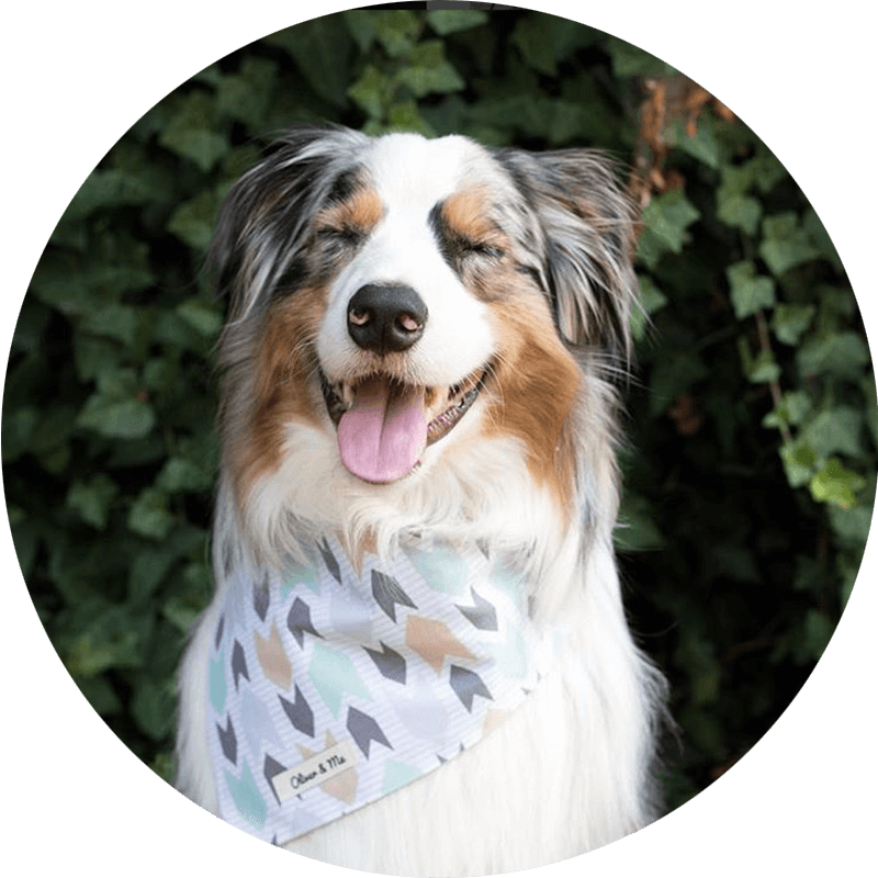 Oli Is A Blue Merle Australian Shepherd Living In Beautiful - Pet 'n Shape (800x800), Png Download