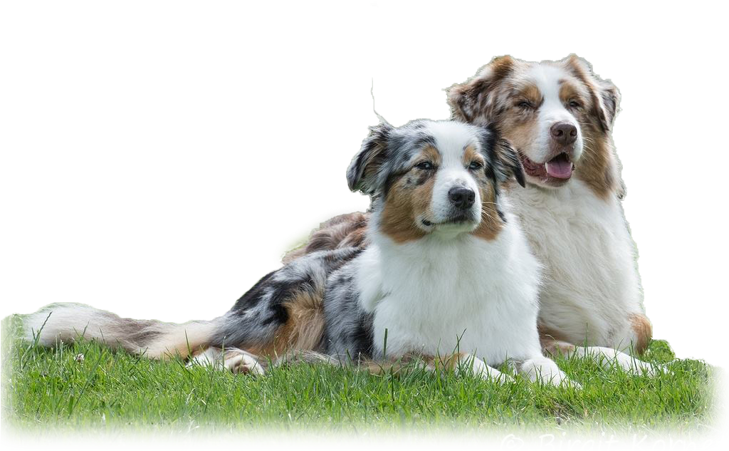 Australian Shepherd (1023x682), Png Download