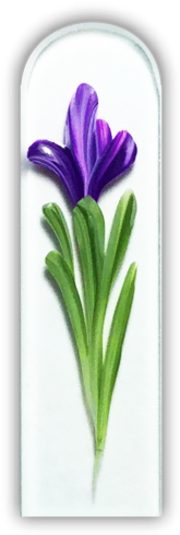 102500 Purple Iris - Spring Crocus (500x500), Png Download