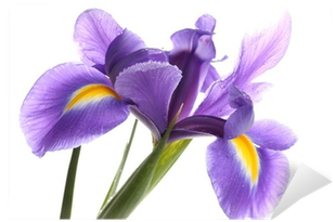 Purple Iris Flower, Isolated On White Wall Mural • - White (400x400), Png Download